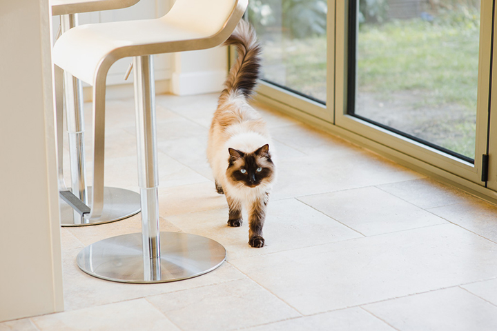 bespoke kitchen cat